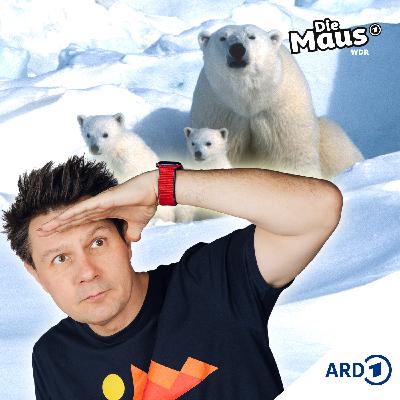 Eisbären