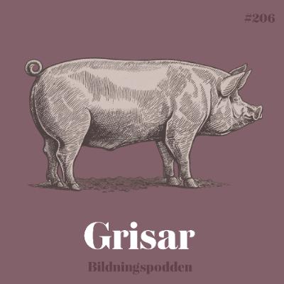 #206 Grisar