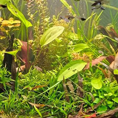 a menagarie of plant facts for your tank