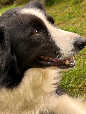 Is it getting too expensive to have a pet?