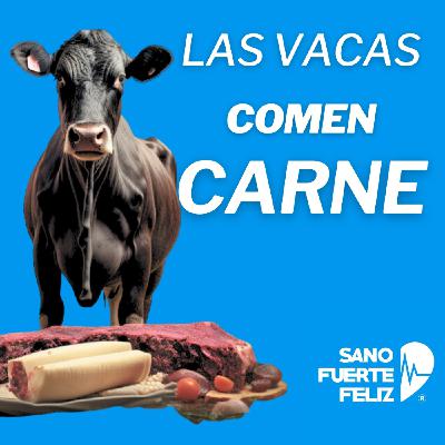 Las VACAS NO SON VEGANAS - COMEN CARNE