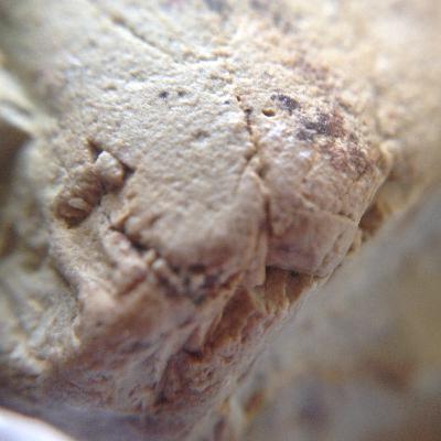 Voyage of the Beagle