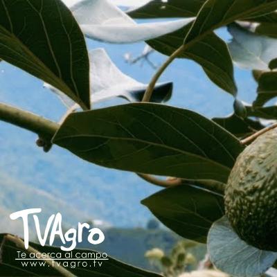Técnica de Injerto en Rama de Aguacate Hass para Mayor Producción - TvAgro por Juan Gonzalo Angel Técnica de Injerto en Rama de Aguacate Hass para Mayor Producción - TvAgro por Juan Gonzalo Angel