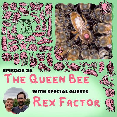 The Queen Bee with Rex Factor