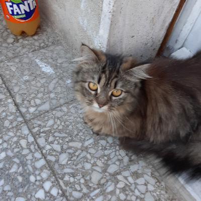 I Mitici anni Ottanta