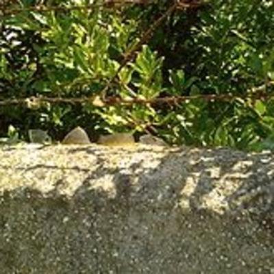 Meriggiare pallido e assorto