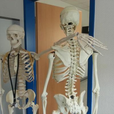 L'ingénierie tissulaire au service de la régénération osseuse