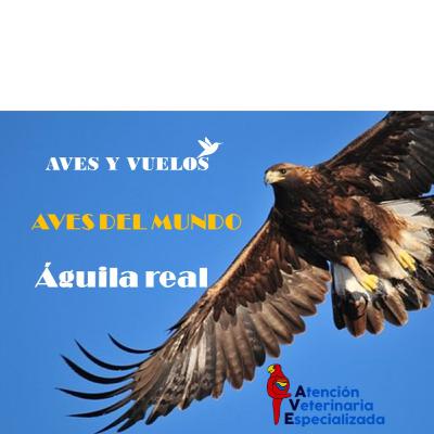 Águila Real