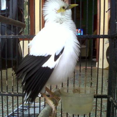 jalak putih gacor