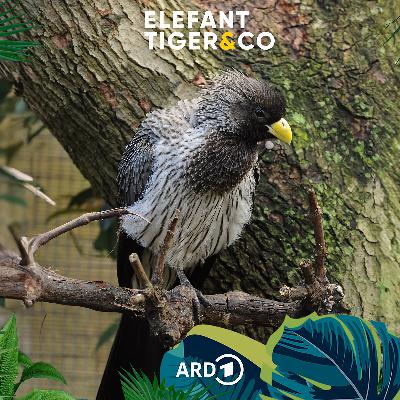 Lärmvogel - unscheinbarer als man denkt Lärmvogel - unscheinbarer als man denkt