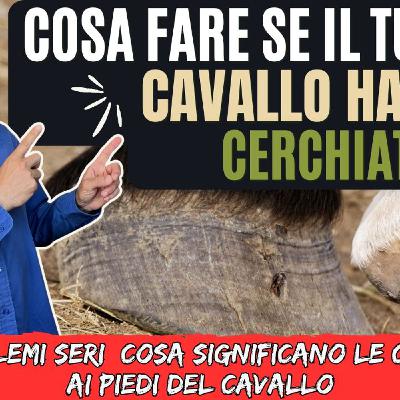 # 150 - Cerchiature sullo zoccolo del cavallo: segnali da non sottovalutare.