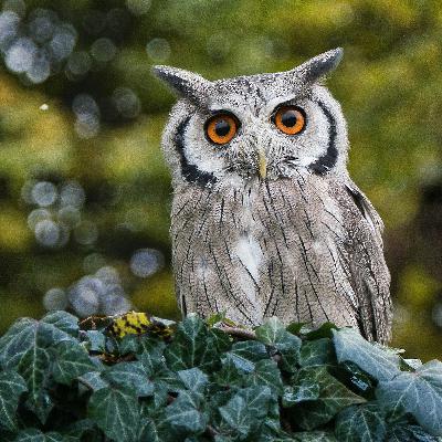 Avian Obsessions
