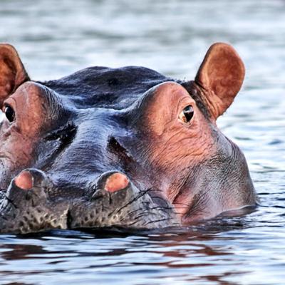 Hippo podcast by Jhonathan Duran