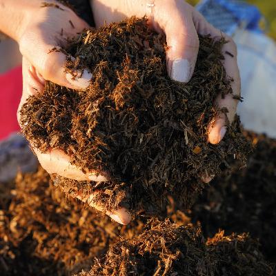 Episode 71: Green Shoots 3 - Healthy germs, healthy humans, healthy soil