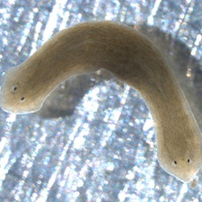 Ep 39: Bioelectric Computation