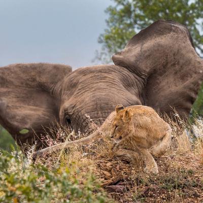 THIS IS SOUTH AFRICA - GAME PARKS Episode 3 THIS IS SOUTH AFRICA - GAME PARKS Episode 3