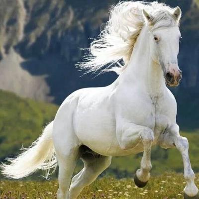 "The 'Thousand Years'"