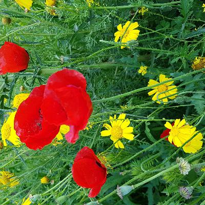 שיר בוקר לפתיחת היום שיר בוקר לפתיחת היום
