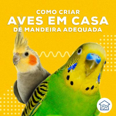 Como criar aves em casa de maneira adequada Como criar aves em casa de maneira adequada