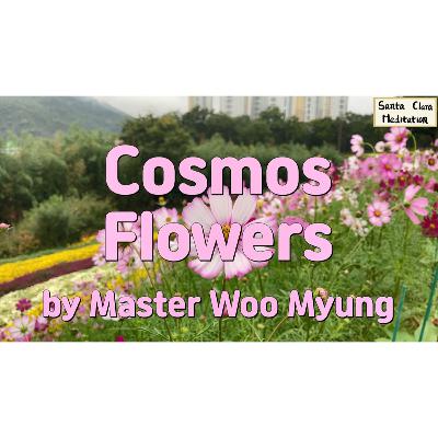 🌸 Cosmos Flowers : strength, resilience, gratitude, beauty, endurance, truth, enlightenment | Master Woo Myung | Santa Clara Meditation