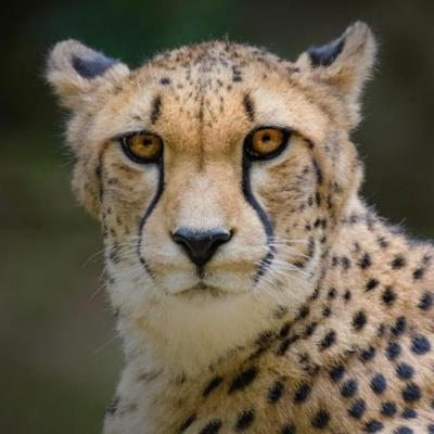 Fast Facts About Cheetahs