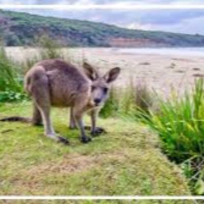 Travel Podcast Episode #5- Sugi Henson
