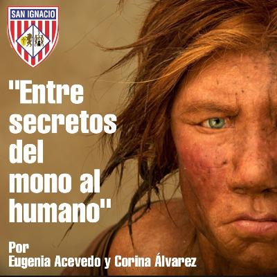 Entre secretos del mono al humano