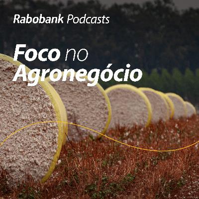 Perspectivas 2026 I Algodão