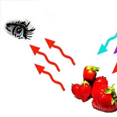 La percepción del color en el ojo humano.