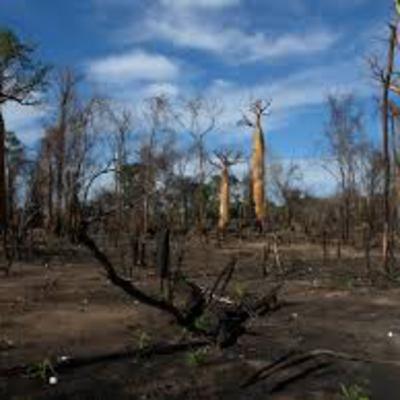 Problemas ambientales en Madagascar