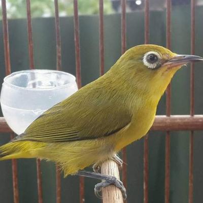 pancingan pleci ngotot