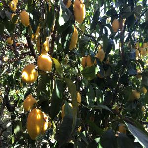 Vampires in the Lemon Grove