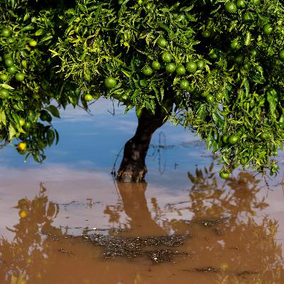 Mundo rural - PAC: Las ayudas de la dana - 03/11/25
