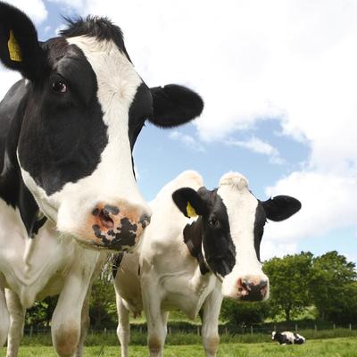 Dairy farmers struggling with milk prices