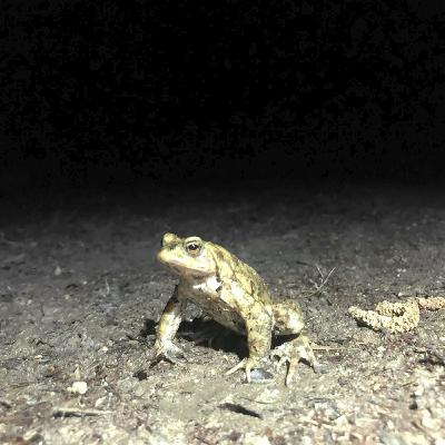 344. A thrilling night-time quest to experience the great spring toad migration 344. A thrilling night-time quest to experience the great spring toad migration