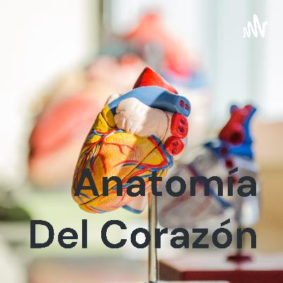 Anatomía del corazón
