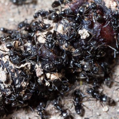 Was tun gegen die invasive Ameisen-Art Tapinoma Magnum?