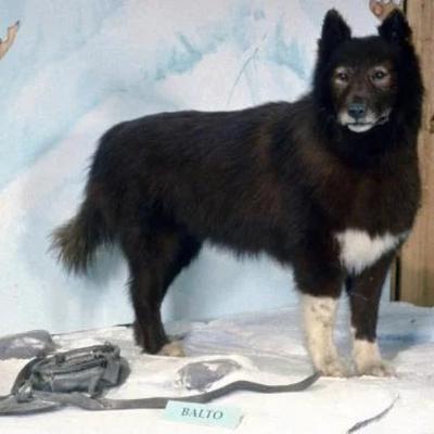 Balto el perro lobo que se convirtió en heroe Balto el perro lobo que se convirtió en heroe