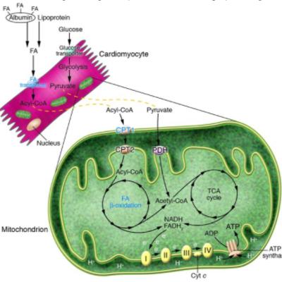 DE ALÁCTICO Y LACTÁCIDO, DE ANAERÓBICO Y AERÓBICO. UN PUNTO DE INICIO DE LAS CONFUSIONES QUE AUN PERDURAN