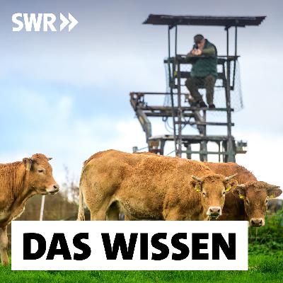Tiere schlachten ‒ Wie geht es weniger qualvoll?