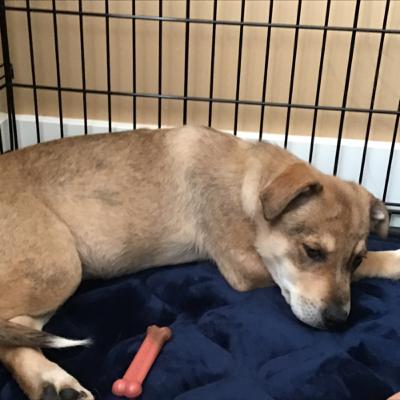 First tricks of training and fist puppy’s night tips!