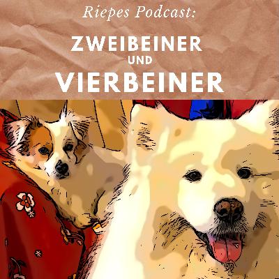Aggressiver Hund - Was haben Stress und Schmerz damit zu tun?