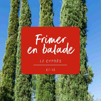 #15 - L’histoire du cyprès #15 - L’histoire du cyprès