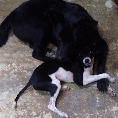 Heces de perros, un peligro para la salud humana.