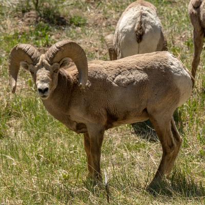 Episode 37: Restoring the Wild: A Conversation on Conservation