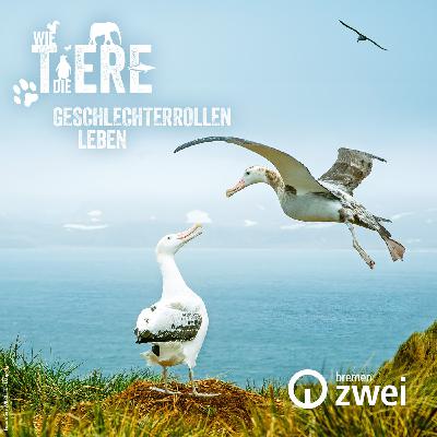 Geschlechterrollen leben | Alleinerziehende Vogel-Väter und dominante Hyänen-Weibchen Geschlechterrollen leben | Alleinerziehende Vogel-Väter und dominante Hyänen-Weibchen
