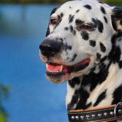 Die Tierdocs: Dalmatiner ist musikalisch Die Tierdocs: Dalmatiner ist musikalisch