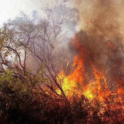 Victoria's summer bushfire inquiry deadline extended through to mid-April