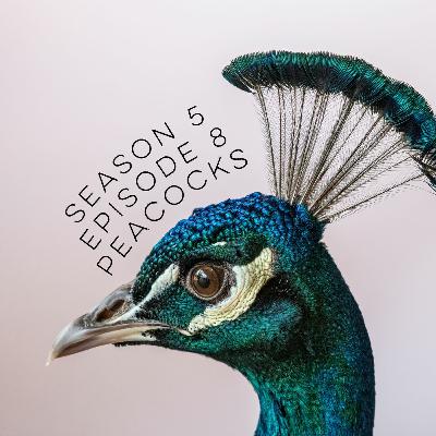 S5E8: Peacocks