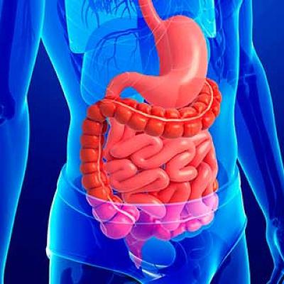 EL SISTEMA/APARATO DIGESTIVO, QUÉ ES Y CÓMO FUNCIONA 👩⚕️ Aprende Fácil y Rápido sobre Salud y Medicina ❤️️ EL SISTEMA/APARATO DIGESTIVO, QUÉ ES Y CÓMO FUNCIONA 👩⚕️ Aprende Fácil y Rápido sobre Salud y Medicina ❤️️